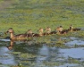 Thumbnail Mallard Brood 070110.jpg 