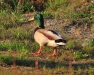 Thumbnail Mallard Male 041810.jpg 