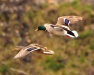 Thumbnail Mallard Pr Flight 042911.jpg 