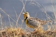 Thumbnail Meadowlark.jpg 