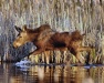 Thumbnail Moose Baby 042513.jpg 