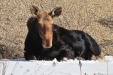 Thumbnail Moose-041711.jpg 