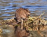 Thumbnail Muskrat042010 - Copy.jpg 