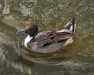 Thumbnail Northern Pintail Male 050509 B.jpg 