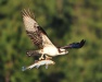 Thumbnail Osprey With Fish.jpg 