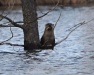Thumbnail Otter 031713.jpg 