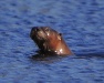 Thumbnail Otter 090410.jpg 
