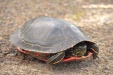 Thumbnail Painted Turtle 061111.jpg 
