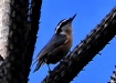 Thumbnail RedBreastedNuthatch090310.jpg 