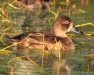 Thumbnail Ring Necked Female 102010.jpg 