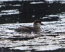 Thumbnail Ruddy Duck Female 061313.jpg 