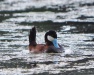 Thumbnail Ruddy Duck Male 061313.jpg 