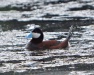 Thumbnail Ruddy Duck Male B 061313.jpg 