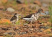Thumbnail SpSandpiper070310.jpg 