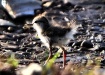Thumbnail SpSandpiperBabe070310.jpg 