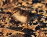 Thumbnail Spotted Sandpiper Babe 072110.jpg 