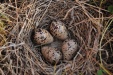 Thumbnail Spotted Sandpiper Eggs 061731.jpg 