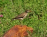 Thumbnail Spotted-Sandpiper-062412.jpg 