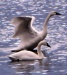 Thumbnail Tundra Swans Pr 031612.jpg 