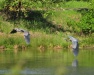 Thumbnail Two-Herons-052809.jpg 