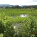 Thumbnail Wetland-Plants-7-1-12.jpg 