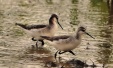 Thumbnail Wilson's Phalarope Pr  Cropped052010.jpg 