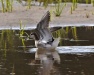 Thumbnail Wilsons Phalarope 061313.jpg 