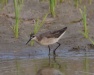 Thumbnail Wilsons Phalarope 061713.jpg 