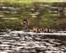 Thumbnail Wood Duck Brood 061811.jpg 
