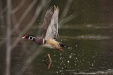 Thumbnail Wood Duck Male Takeoff040909 066.jpg 