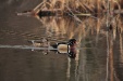 Thumbnail Wood Duck Pr 040909.jpg 