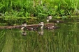 Thumbnail Wood-Duck-Babies-0701111.jpg 