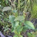 Thumbnail alder seedling 070212.jpg 