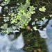 Thumbnail duckweed, snail 072912.jpg 
