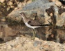 Thumbnail lesser yellowlegs 080312.jpg 