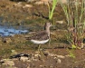 Thumbnail lesser yellowlegs adult 080312.jpg 