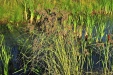 Thumbnail softstem bulrush 072912.jpg 
