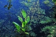 Thumbnail water plantain b 072912.jpg 
