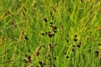 Thumbnail wetland plants 072912.jpg 