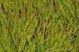 Thumbnail wetland plants b 072912.jpg 