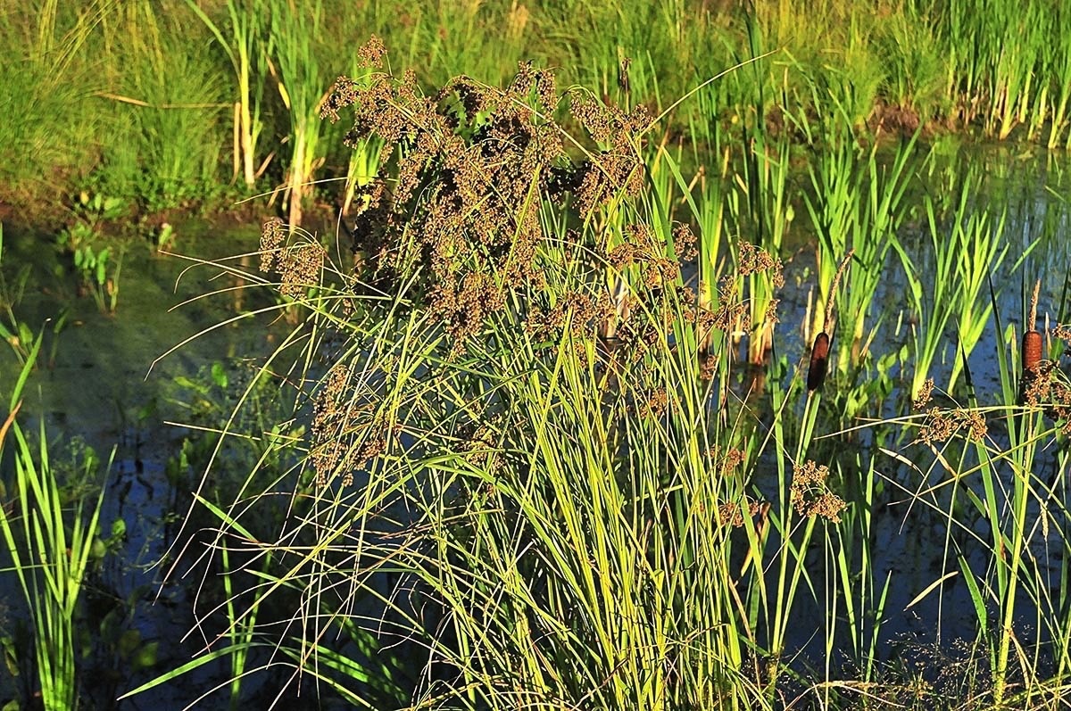 softstem bulrush 072912.jpg 