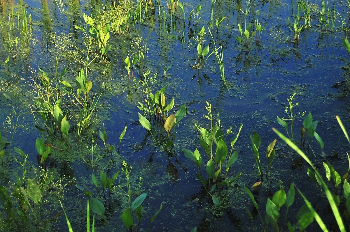water plantain 072912.jpg 