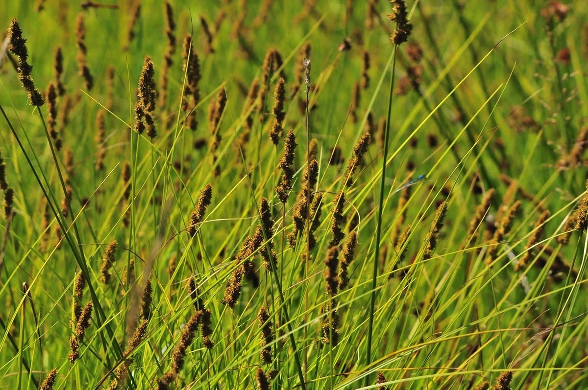 wetland plants b 072912.jpg 