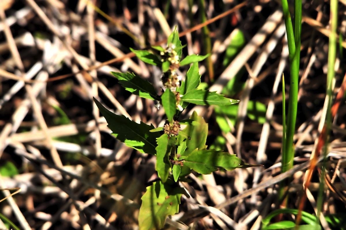 wetland plants c 072912.jpg 