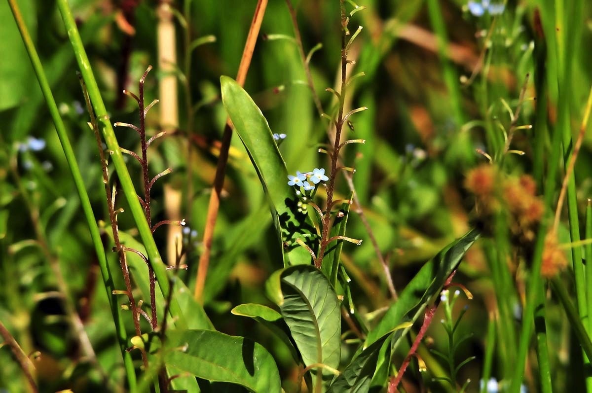 wetland plants d 072912.jpg 