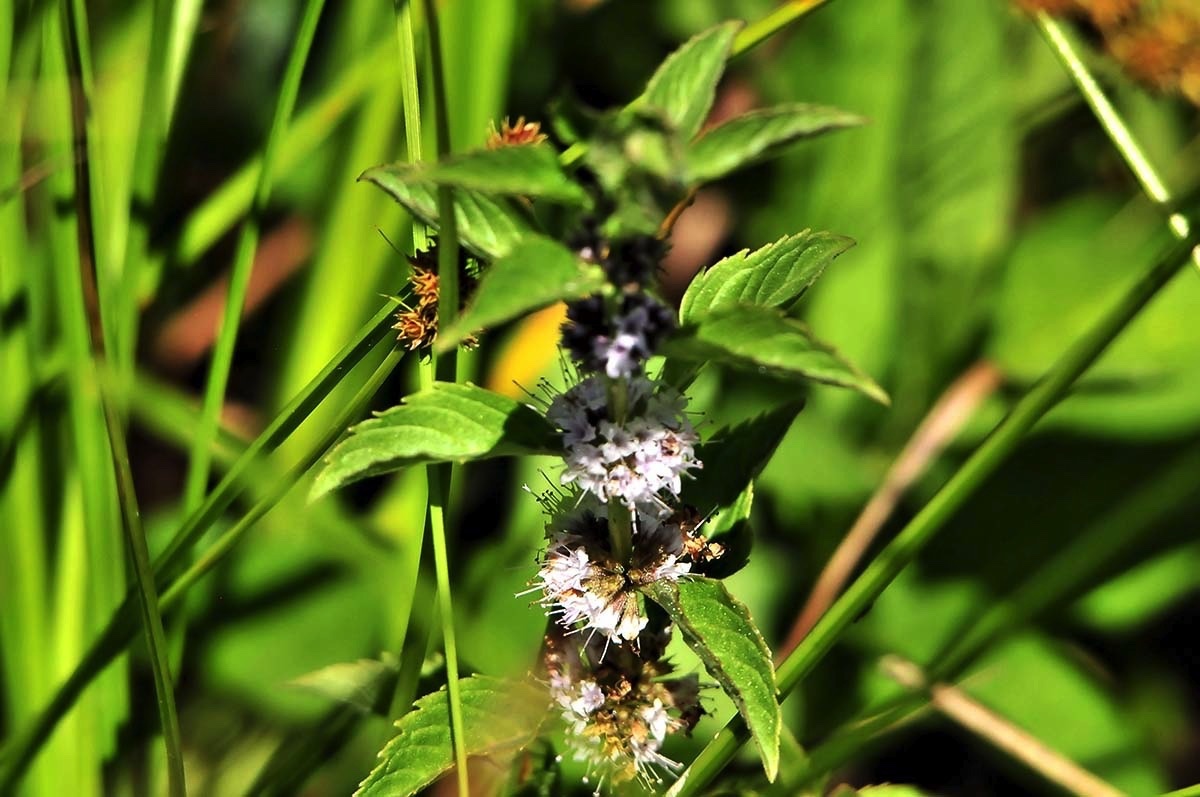 wetland plants e 072912.jpg 