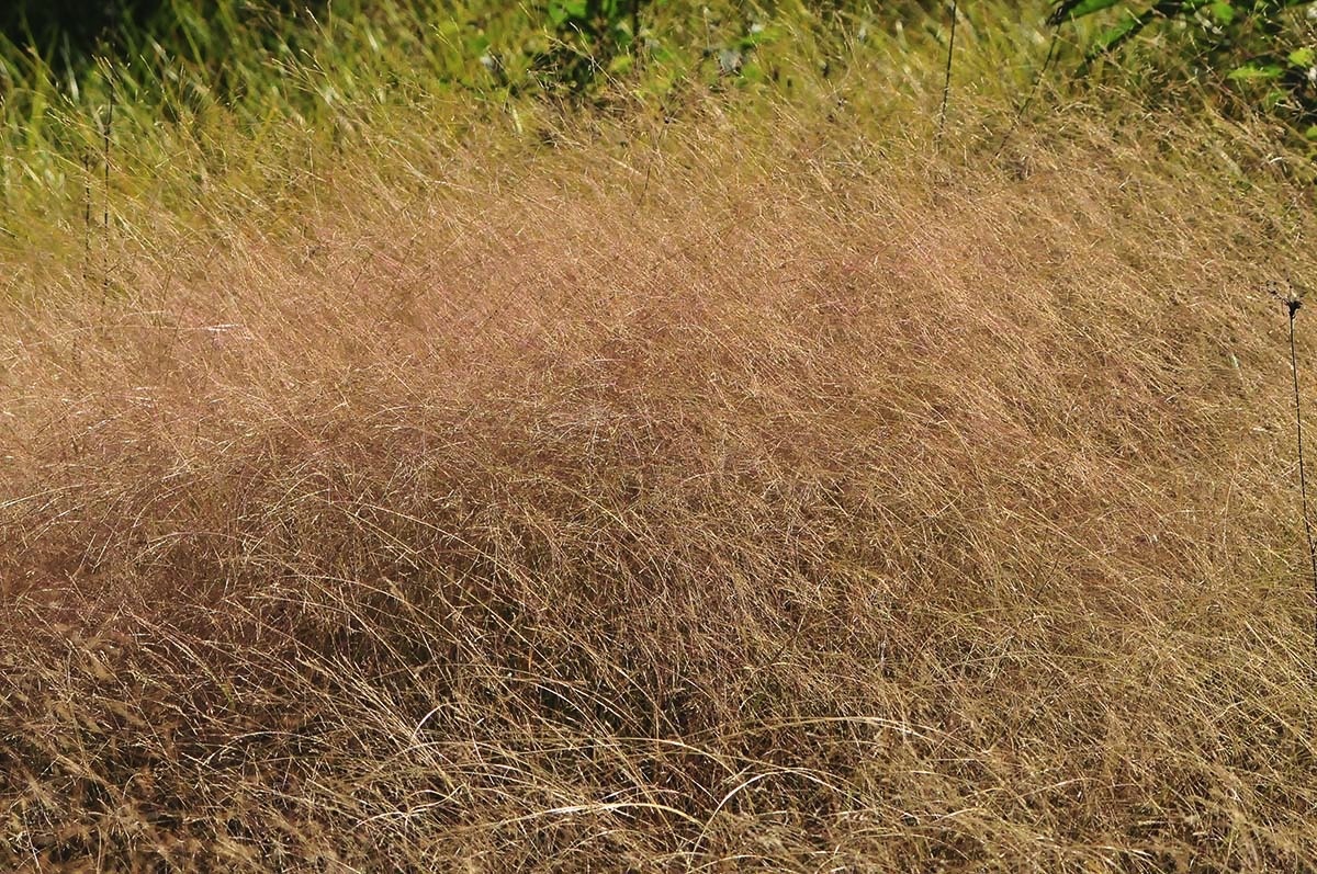 wetland plants f 080312.jpg 