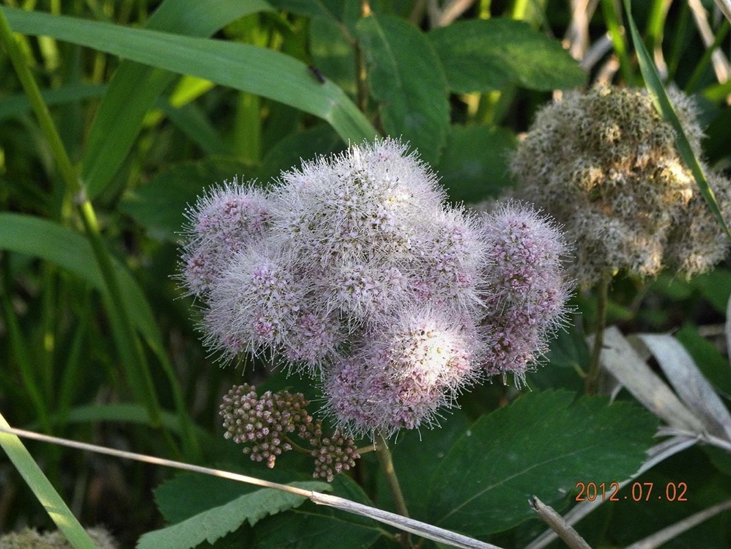 wetland plants g 070212.jpg 
