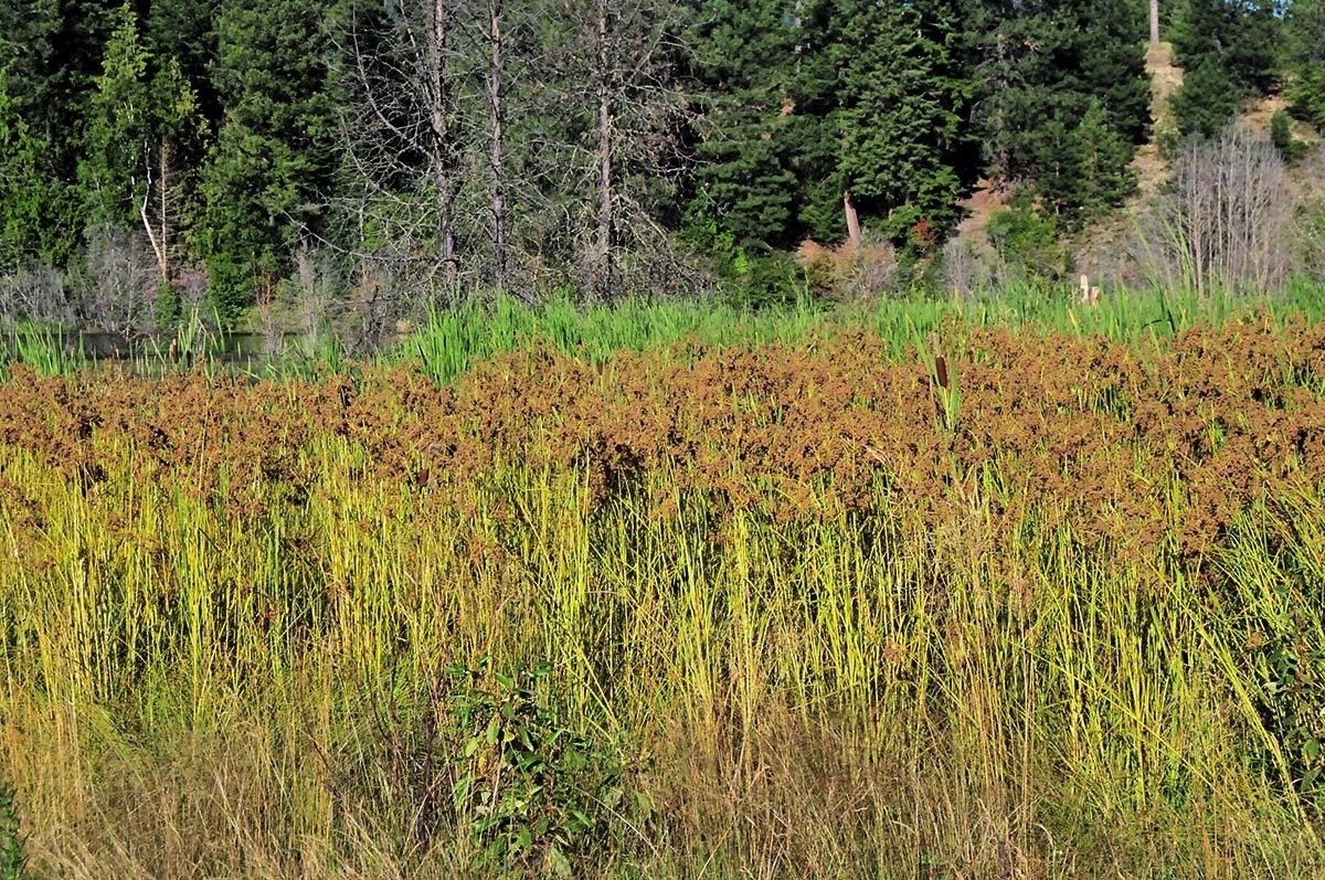 wool grass 080312.jpg 